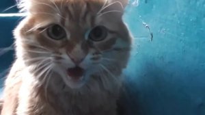 черный кот песня