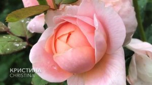 Английские розы Дэвида Остина в моем саду. David Austin’s roses