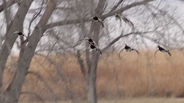 Duck Flight 2019 mbo blog смотреть онлайн