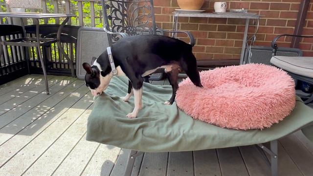Good Morning From Boston Terrier Uriy And Boxer Puppy Astrid!