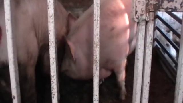 Еле довезли хряка,клетка по дороге разломалась))))