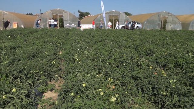 НОВИ ХИБРИДИ БЕЗКОЛОВИ РОЗОВИ ДОМАТИ ОТ СИНДЖЕНТА смотреть онлайн