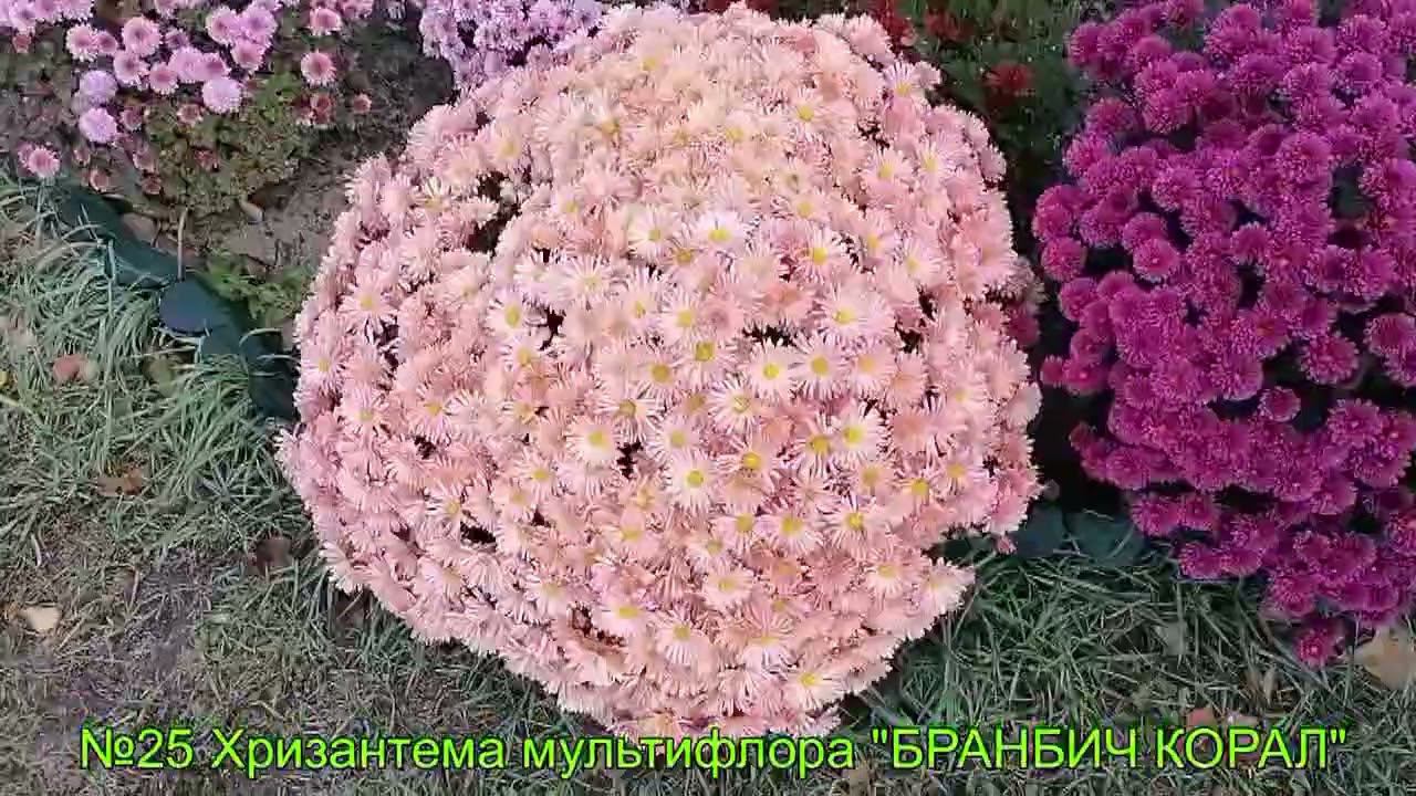 №25 Хризантема мультифлора БРАНБИЧ КОРАЛ