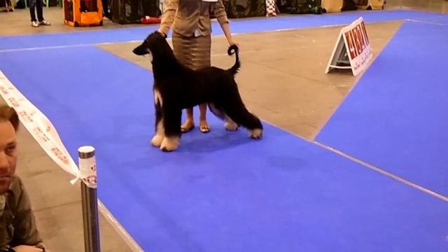 26.04.2014 «Золотые Ворота 2014» (Carmen Gil Polo - Испания). смотреть онлайн