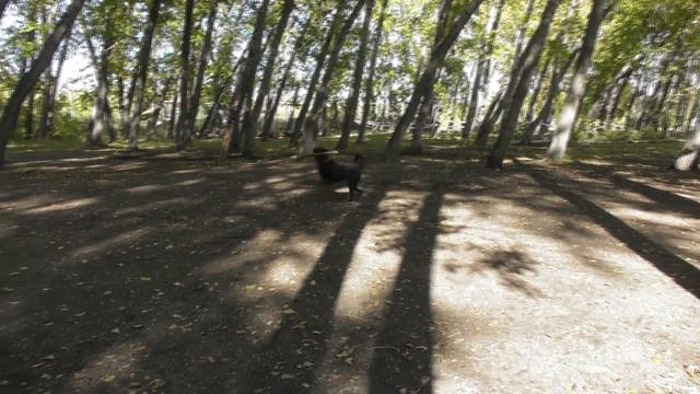 Кобель из Белфаст сити смотреть онлайн