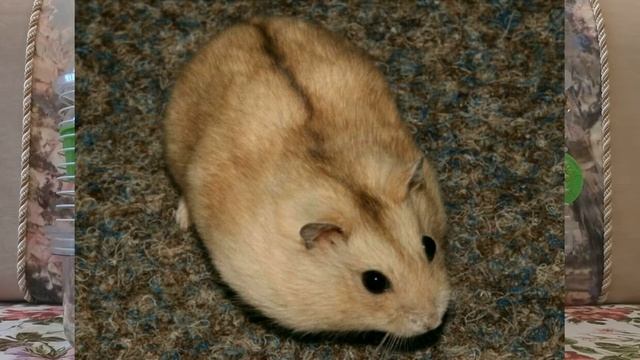 Виды окрасов джунгарских хомяков смотреть онлайн