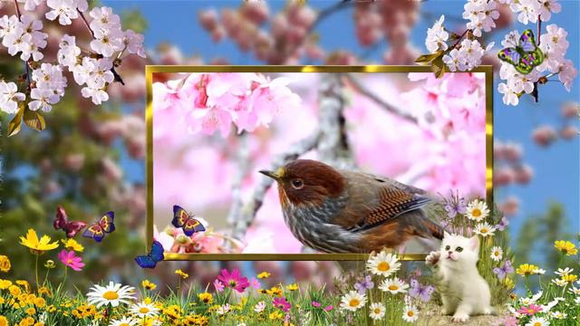 ♥Пернатые - краса природы♥ смотреть онлайн