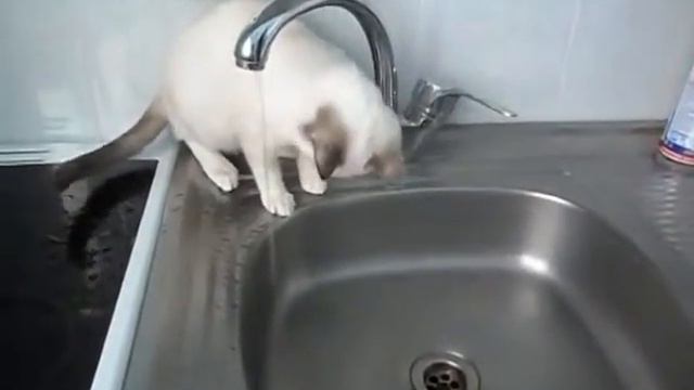 Кошки любят воду смотреть онлайн