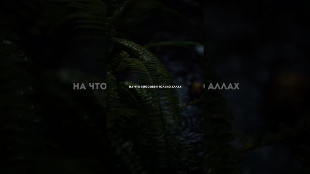 Пророк, ﷺ, сказал: «Поистине, заклинания, амулеты и привораживания являются ширком» смотреть онлайн