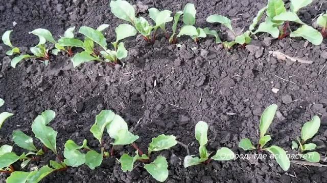 Посев свеклы без ошибок.mp4 смотреть онлайн