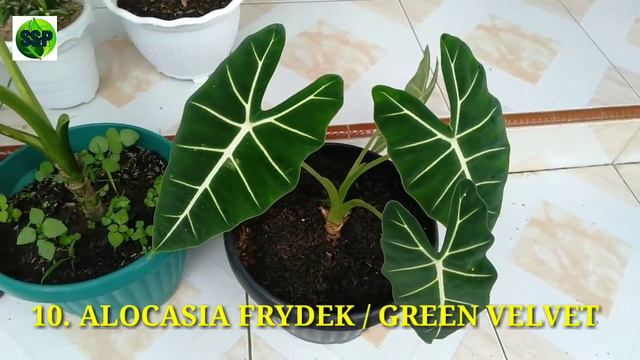 EKSOTIS !!! VIRAL !!!! 21 JENIS TANAMAN HIAS ALOCASIA TERPOPULER смотреть онлайн