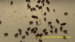 Откуда Жучки на Кухне? Про Хлебного Точильщика. Как Избавиться? Энтомология Дома: Украина. Россия.