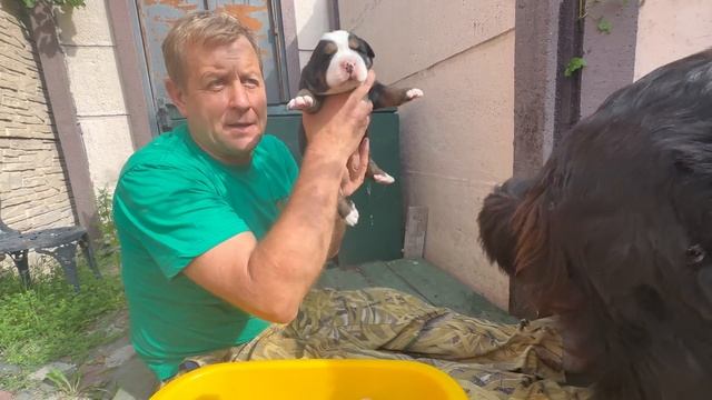 Олег Зубков СЧАСТЛИВ! Посмотрите каких милых малышей родили НАШИ СОБАКИ))) смотреть онлайн