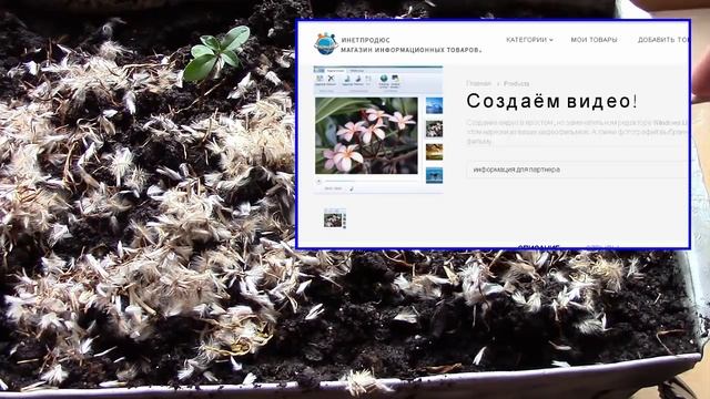 Газания. Посадка семян газании на рассаду. Семена пора сажать! смотреть онлайн