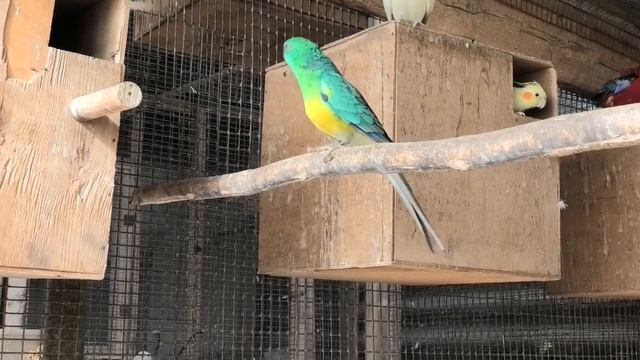 Певчие попугаи Танец для любимой (Psephotus haematonotus) смотреть онлайн