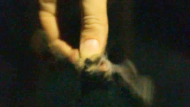 Изгнание Летучих Мышей, Летучие мыши напали на квартиру