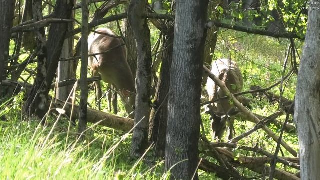 Благородный олень.Три самца с новыми рогами || Male red deer with new antlers смотреть онлайн