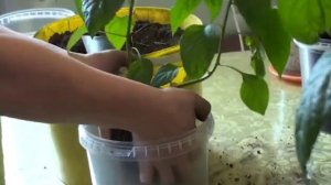 Щадящая быстрая перевалка перцев в больший объем.  Хитрые емкости  для рассады.  Гусар Любовь