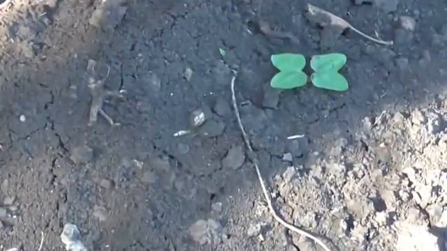 Гуманный способ борьбы с муравьями. Муравьи враги сада смотреть онлайн