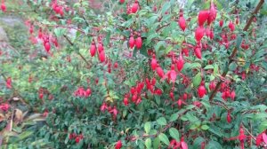 Фуксия магелланская (дат. Hæk-fuchsia, лат. Fuchsia magellanica Riccartonii).