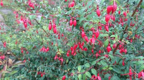 Фуксия магелланская (дат. Hæk-fuchsia, лат. Fuchsia magellanica Riccartonii).