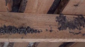 Гнездо ласточки как ласточки строят гнезда ласточка вьет гнездо как птицы вьют гнезда