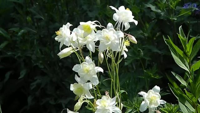 Aquilegia Kristall смотреть онлайн