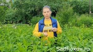 Чем подкормить флоксы перед цветением