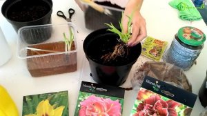 Сохранение лилейника до посадки