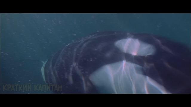 Косатка мстит людям за их ужасный поступок смотреть онлайн