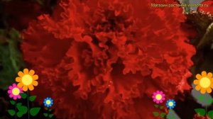 Бегония клубневая Фимбриата Скарлет. Краткий обзор, описание характеристик begonia Fimbriata Scarle