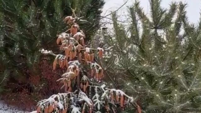 Большой урожай шишек в Рязани. Народные приметы смотреть онлайн