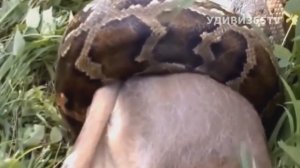 КАК ЕДЯТ ЗМЕИ .  УНИКАЛЬНЫЕ КАДРЫ. HOW TO EAT snakes. UNIQUE SHOTS