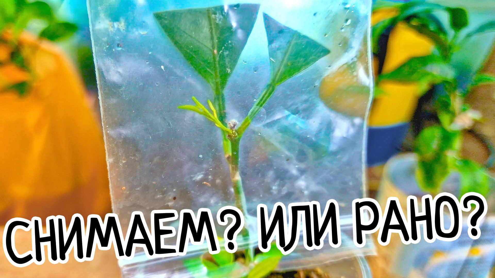 Когда снимать пакет и обмотку с прививки лимона? Не делай ошибки! Сроки прививки. смотреть онлайн