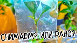Когда снимать пакет и обмотку с прививки лимона? Не делай ошибки! Сроки прививки.