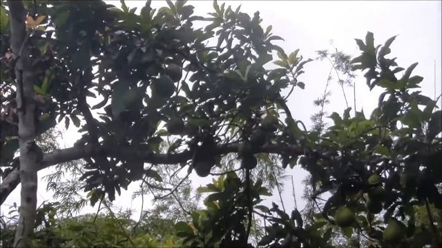 Сейшелы Маэ Сад Специй ЧАСТЬ 2 смотреть онлайн