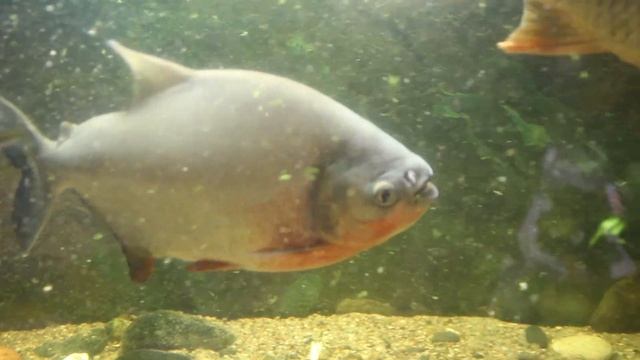 Пытаюсь поселить большого дикого карпа в аквариум! Паку оказались коварней чем я представлял! смотреть онлайн