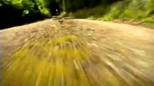 Насекомые Божья коровка мухи и пчелы  Безумные гонки