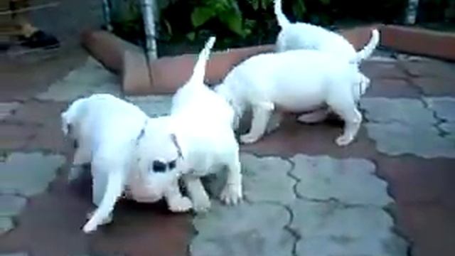 White Perls 2 смотреть онлайн