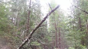 MVI 7722 случаи встречи снежного человека в натуре