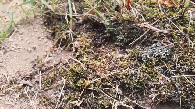 Тайное королевство - Серия 1. Рождение королевства. Часть 2 - Документальный фильм смотреть онлайн