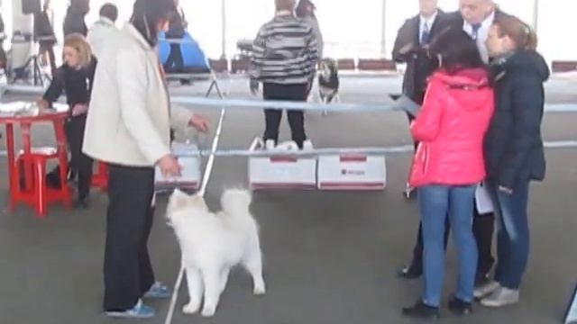 Киев выставка ранга CACIB "Кубок Кинолога" и "День Европы" 02-03.04.2016 смотреть онлайн