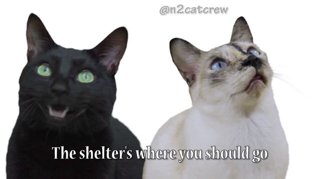 What Does the Cat Say? - Ylvis - The Fox (What Does the Fox Say?) Music Parodies - Full смотреть онлайн