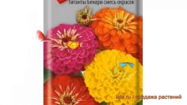 Цинния гигантский Гиганты Бенари смесь окрасок ? обзор: как сажать, семена циннии смотреть онлайн