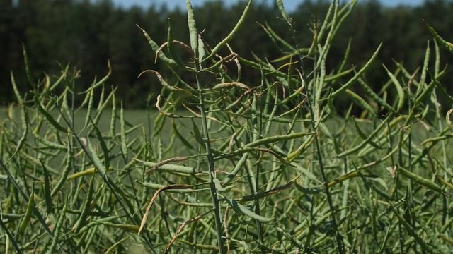 Защита озимого рапса в фазу цветения и "зелёный стручок" смотреть онлайн
