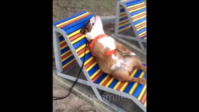 ПРИКОЛЬНЫЕ ВИДЕО | ТОП ПОДБОРКА | Funny videos | Выпуск #47 смотреть онлайн