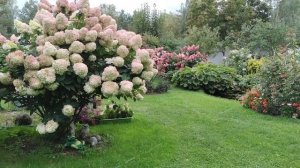 Мои метельчатые гортензии.  Уход за гортензиями.