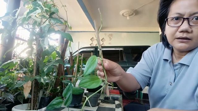 Ep.72 TANAMAN SCINDAPSUS MOONLIGHT | CARA MEMPERBANYAK SCINDAPSUS MOONLIGHT @GayaHouseplant