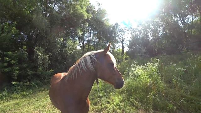 ПОСЛЕДНИЙ ДЕНЬ ВЫЖИВАНИЯ. РОМА НЕ ВЫДЕРЖАЛ! 30 КМ ВОЗВРАЩЕНИЕ ДОМОЙ? смотреть онлайн