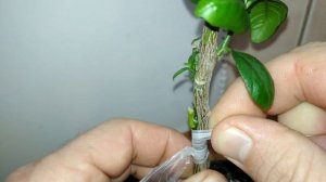 Прививка лимона окулировкой вприклад для Владимира.